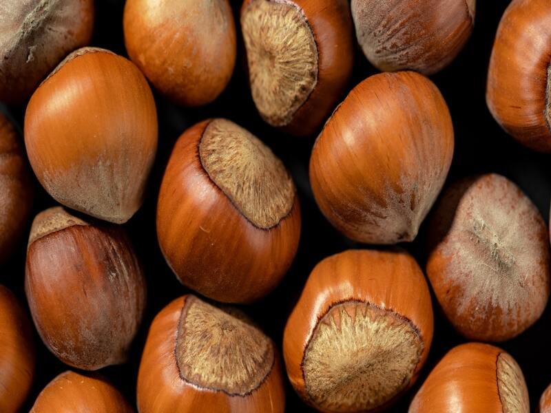 Image of a Hazelnut