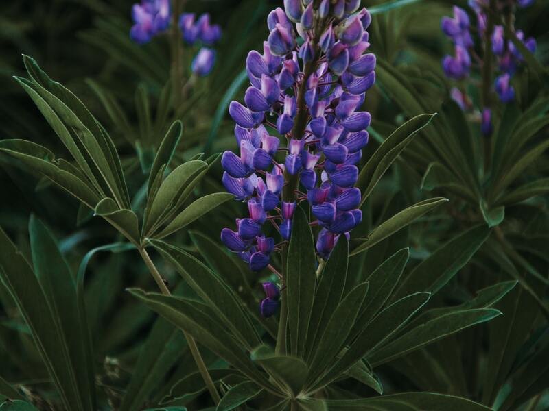 Image of a Lupin