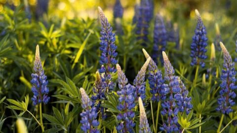 Image of a Lupins