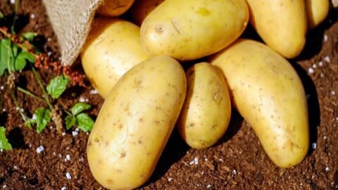 Image of a Potato