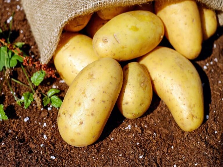 Image of a Potato