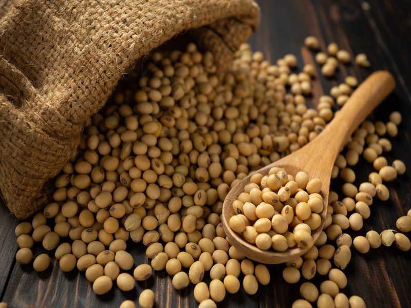 Image of a Soy Bean
