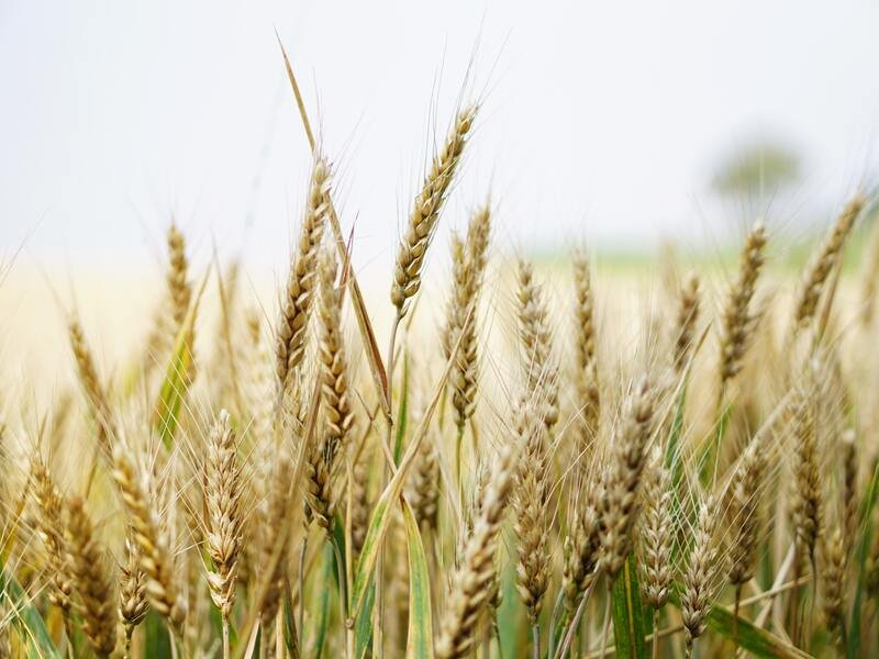 Image of a Wheats